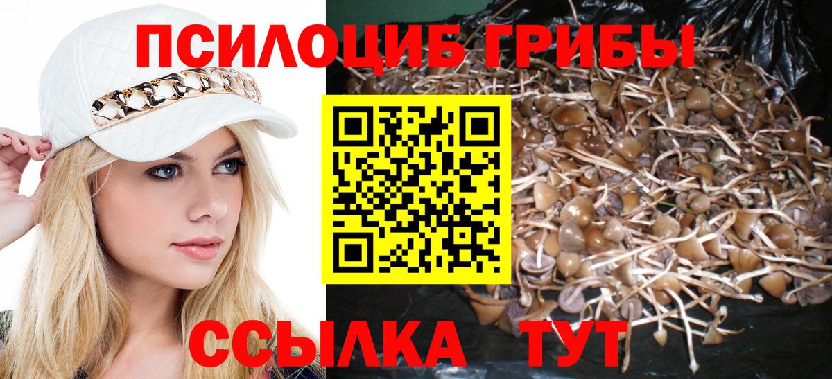 Прокопьевск  Псилоцибиновые грибы Psilocybine cubensis  Вход с VPN 